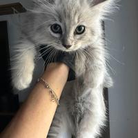 Gatto siberiano no allergia cucciolo