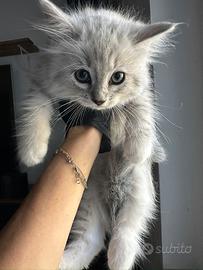 Gatto siberiano no allergia cucciolo