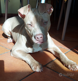 Pitbull femmina di 6 mesi