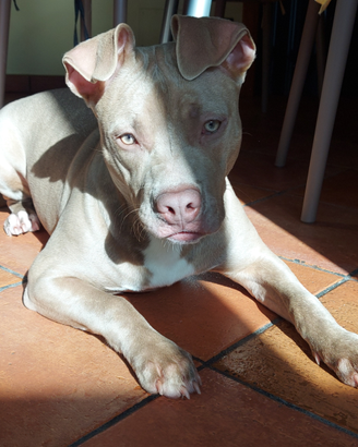 Pitbull femmina di 6 mesi