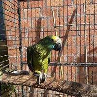 Pappagallo Amazone Fronte Blu