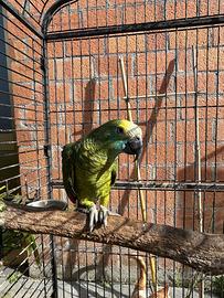 Pappagallo Amazone Fronte Blu