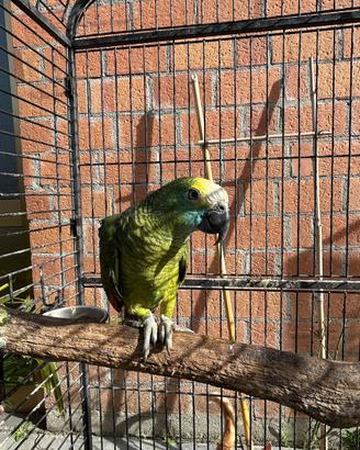 Pappagallo Amazone Fronte Blu