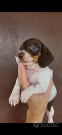 Cucciolo di bassotto