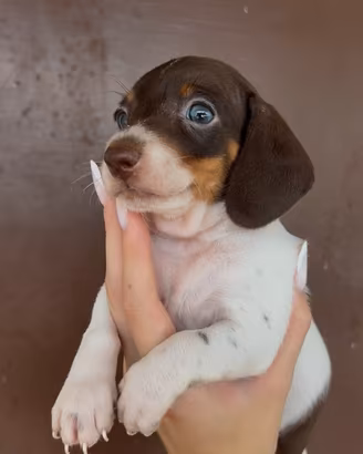 Cucciolo di bassotto
