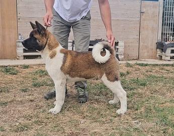 Akita americano cucciolo