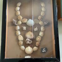 Quadri di conchiglie segni zodiacali