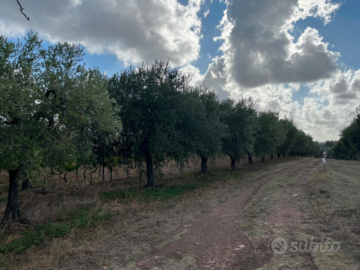 Terreno agricolo 12000mq vigneto e uliveto - Vista 3