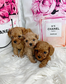 Barboncini mini Toy albicocca e champagne 2 mesi