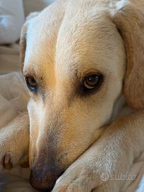 Labrador maschio cucciolo