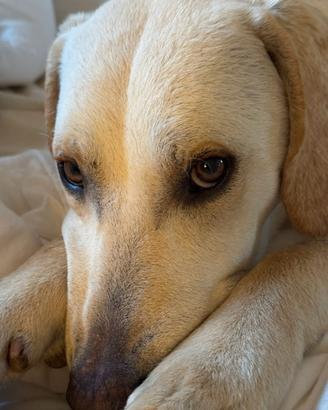 Labrador maschio cucciolo