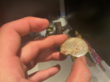 Fossile di ammonite - Madagascar