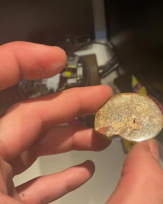 Fossile di ammonite - Madagascar