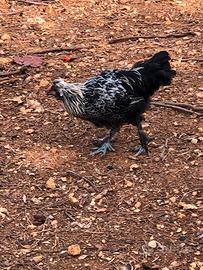 Gallo