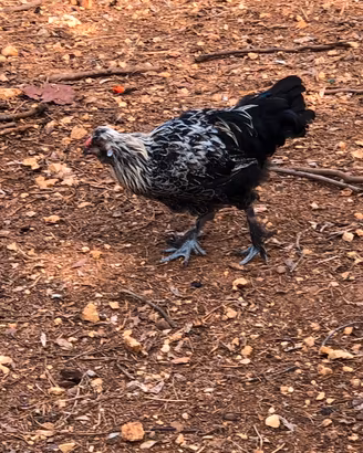 Gallo