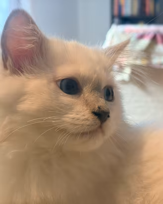 Cucciolo ragdoll con pedigree blue mitted disponib