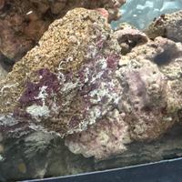 40 kg di rocce vive per acquario marino