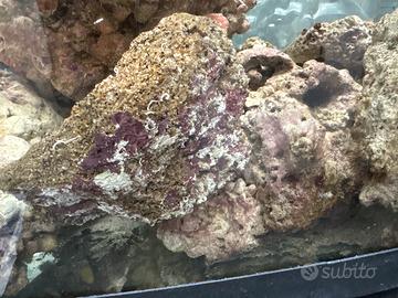 40 kg di rocce vive per acquario marino