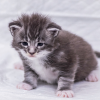 Cucciolo di Maine Coon