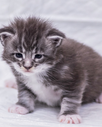 Cucciolo di Maine Coon
