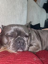 Bulldog Francese mini in calore