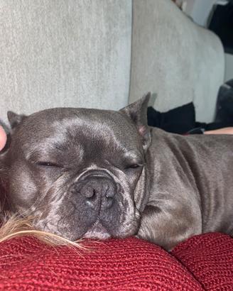 Bulldog Francese mini in calore
