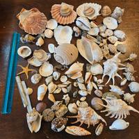 Collezione conchiglie