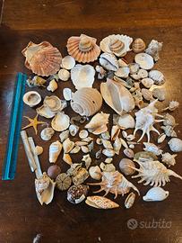 Collezione conchiglie