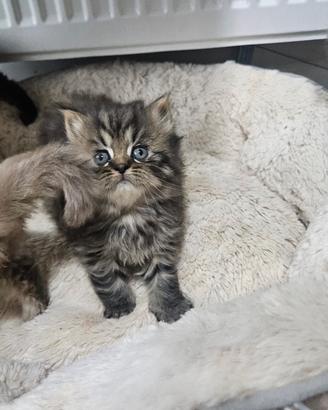 British shorthair e longhair pedigree