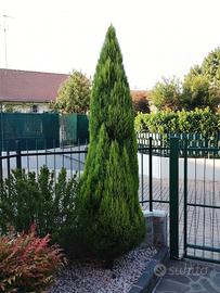 Albero Cipresso
