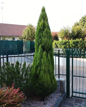 Albero Cipresso