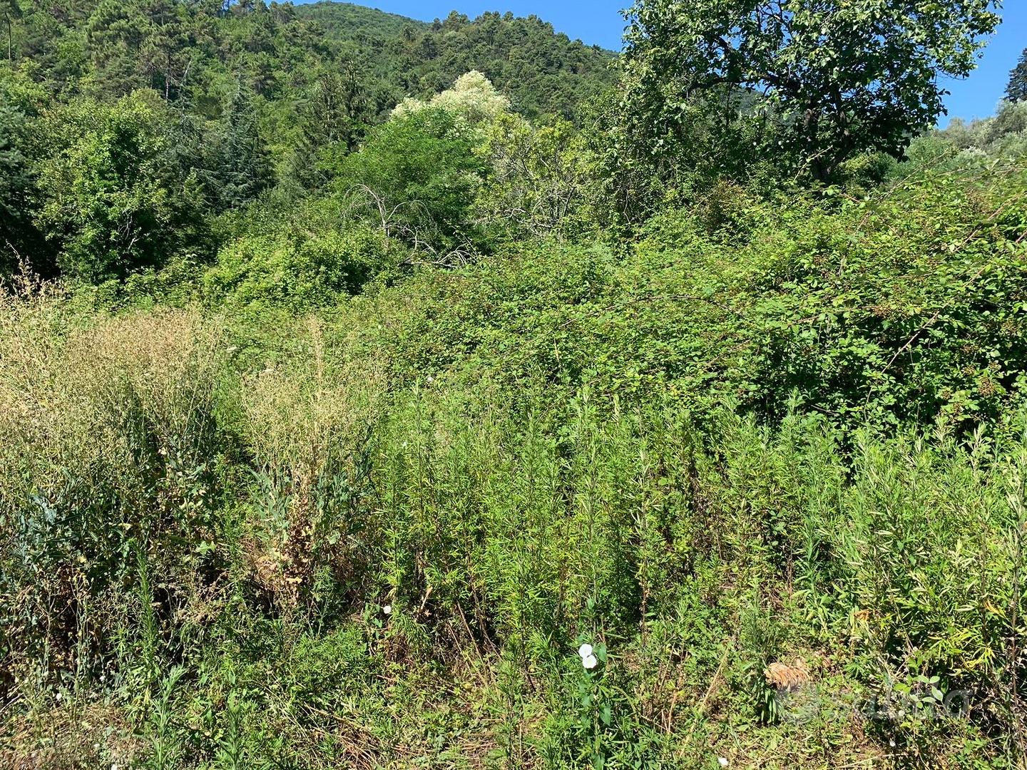 Terreno 9.280 mq con sorgenti Ceriana (IM) - Vista 3