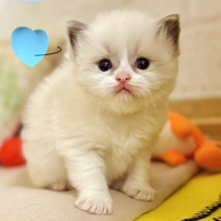 Cuccioli Ragdoll con pedigree