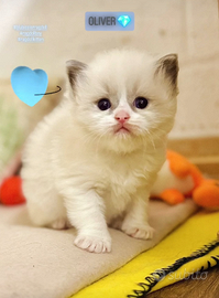 Cuccioli Ragdoll con pedigree