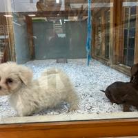 Cuccioli di maltese