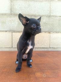 Cucciolo di Chihuahua nero e bianco con Pedigree