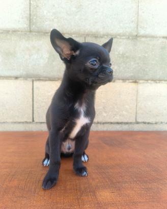 Cucciolo di Chihuahua nero e bianco con Pedigree