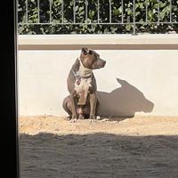 Pitbull maschio per accoppiamento