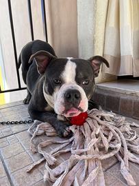 American Bully