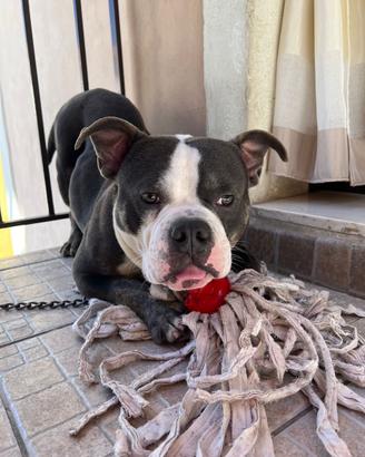 American Bully