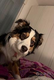 Pastore australiano con pedigree