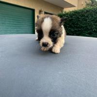 Batuffoli di maltipoo toy