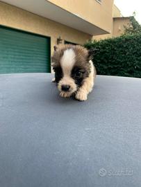 Batuffoli di maltipoo toy