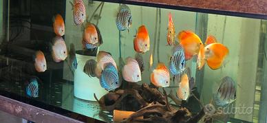 Discus