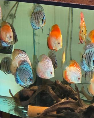 Discus