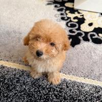 Barboncino Toy 2 mesetti