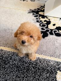 Barboncino Toy 2 mesetti