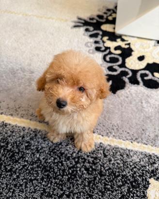 Barboncino Toy 2 mesetti