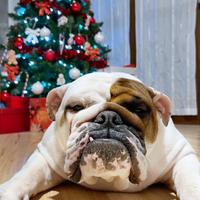 Bulldog inglese