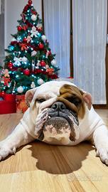 Bulldog inglese